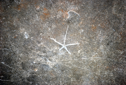 Starfish Fossil